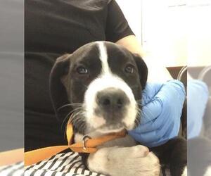 Mastiff-Unknown Mix Dogs for adoption in Riverside, CA, USA