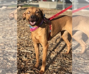 Shepradors Dogs for adoption in Chico, CA, USA