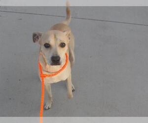 Basenji-Unknown Mix Dogs for adoption in Orange, CA, USA