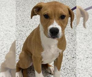 American Staffordshire Terrier-Labrador Retriever Mix Dogs for adoption in Canfield, OH, USA