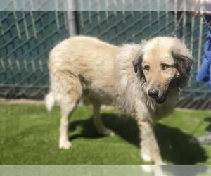 Anatolian Shepherd-Unknown Mix Dogs for adoption in Placerville, CA, USA
