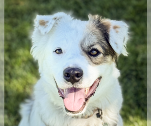 Border Collie-Unknown Mix Dogs for adoption in San Ramon, CA, USA