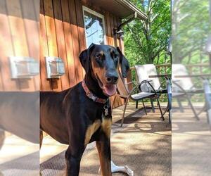 Doberman Pinscher Dogs for adoption in Akron, OH, USA