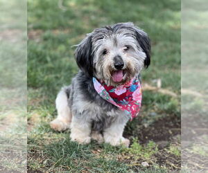 Havashu Dogs for adoption in Phoenix, AZ, USA