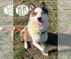 Siberian Husky Dogs for adoption in Forestville, MD, USA