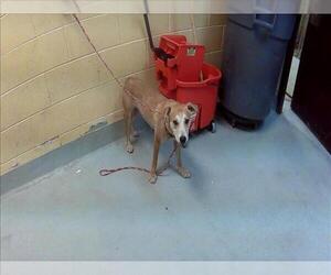 Mutt Dogs for adoption in Tulsa, OK, USA
