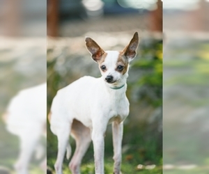 Greyhound Dogs for adoption in Salinas, CA, USA