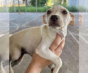 Chihuahua-Unknown Mix Dogs for adoption in Jefferson, NJ, USA
