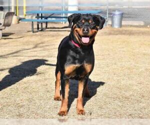 Rottweiler Dogs for adoption in Aurora, CO, USA
