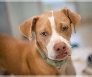 American Pit Bull Terrier-Unknown Mix Dogs for adoption in Brewster, MA, USA
