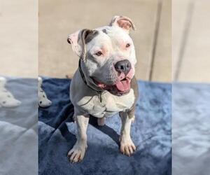 American Pit Bull Terrier Dogs for adoption in Sacramento, CA, USA