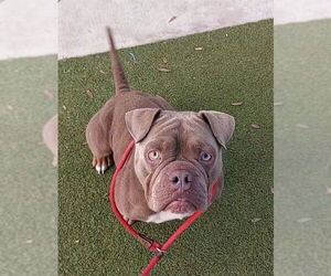 American Bulldog Dogs for adoption in Fort Lauderdale, FL, USA