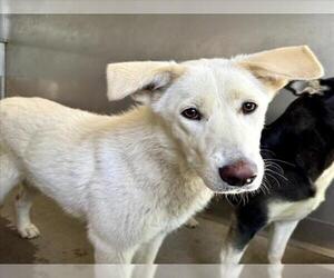 German Shepherd Dog Dogs for adoption in San Bernardino, CA, USA
