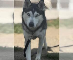 - Mix Dogs for adoption in Center Township, PA, USA