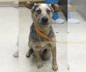 Mutt Dogs for adoption in Riverside, CA, USA