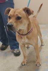 Labrador Retriever Dogs for adoption in Trenton, MO, USA