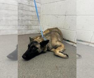 Mutt Dogs for adoption in San Bernardino, CA, USA