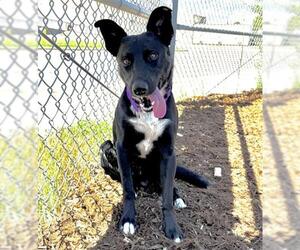 Border Collie-Unknown Mix Dogs for adoption in Denver, CO, USA