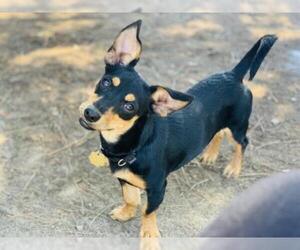Doxie-Pin Dogs for adoption in Seal Beach, CA, USA