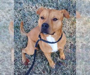 Staffordshire Bull Terrier-Unknown Mix Dogs for adoption in Newton, NC, USA