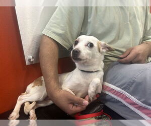 Chihuahua Dogs for adoption in Louisville, KY, USA