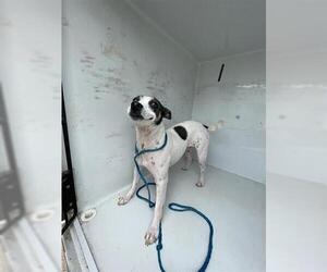 Chihuahua-Unknown Mix Dogs for adoption in Houston, TX, USA