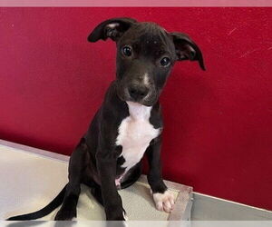 American Pit Bull Terrier-Unknown Mix Dogs for adoption in Visalia, CA, USA
