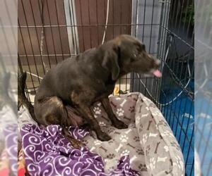 Border Collie Dogs for adoption in Roanoke, VA, USA