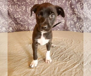 American Bulldog-Labrador Retriever Mix Dogs for adoption in Sheridan, CO, USA