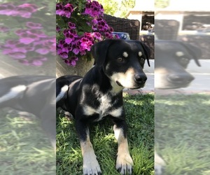 Shepradors Dogs for adoption in Santa Clarita, CA, USA
