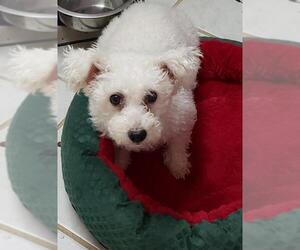 Bichon Frise Dogs for adoption in Seaford, DE, USA