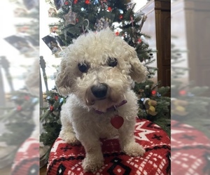 Bichon Frise Dogs for adoption in Sioux Falls, SD, USA