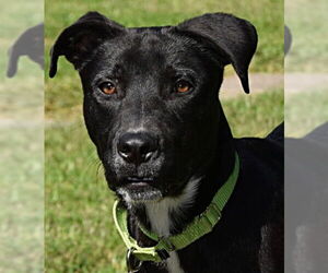 Retriever -Unknown Mix Dogs for adoption in Canton, CT, USA