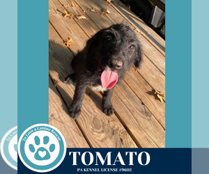 Mutt Dogs for adoption in Kimberton, PA, USA