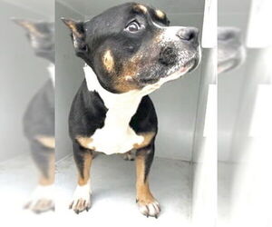 Mutt Dogs for adoption in Houston, TX, USA