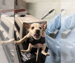 Mutt Dogs for adoption in Stockton, CA, USA