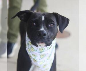 Labrador Retriever-Unknown Mix Dogs for adoption in San Antonio, TX, USA