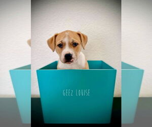 American Pit Bull Terrier-Unknown Mix Dogs for adoption in Sandy, UT, USA