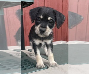 ShiChi Dogs for adoption in Mundelein, IL, USA