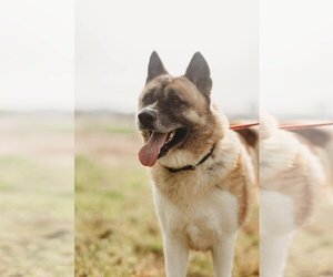 Akita Dogs for adoption in Pottstown, PA, USA