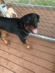 Rottweiler Dogs for adoption in Waycross, GA, USA