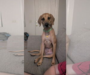 Plott Hound Dogs for adoption in Chandler, AZ, USA