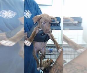 Dachshund-Unknown Mix Dogs for adoption in Pasadena, TX, USA