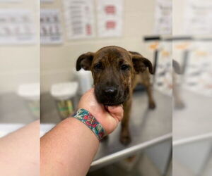 Dutch Shepherd -Unknown Mix Dogs for adoption in Fayetteville, NC, USA