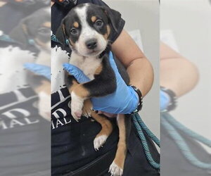 Mutt Dogs for adoption in Plano, TX, USA