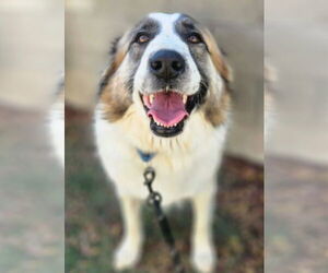 Great Pyrenees-Unknown Mix Dogs for adoption in Lakewood, CO, USA