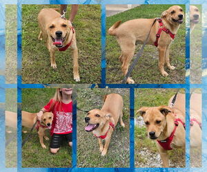 Labrador Retriever Dogs for adoption in Blacksburg, SC, USA
