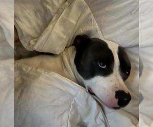 American Bulldog Dogs for adoption in San Antonio, TX, USA