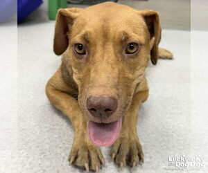 Mutt Dogs for adoption in Washington, DC, USA