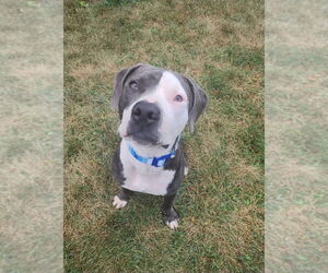 American Pit Bull Terrier-Unknown Mix Dogs for adoption in Germantown, OH, USA